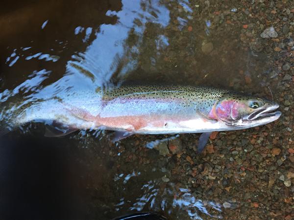 Steelhead 