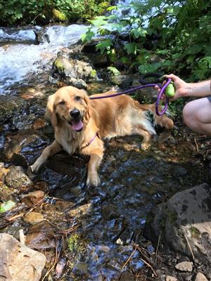 Mable Jean cooling off in a stream.  